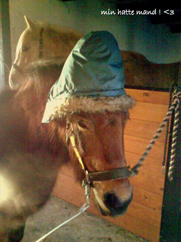 Dartmoor Viktor Dunemose - min hattemand !! <3 billede 11