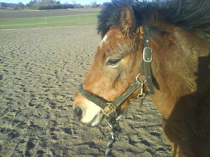 Dartmoor Viktor Dunemose billede 12