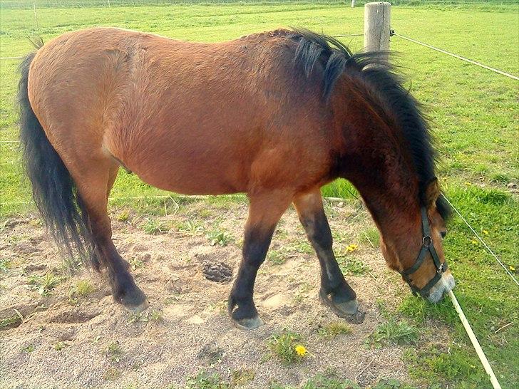 Dartmoor Viktor Dunemose - i loooove you ! <3 billede 13