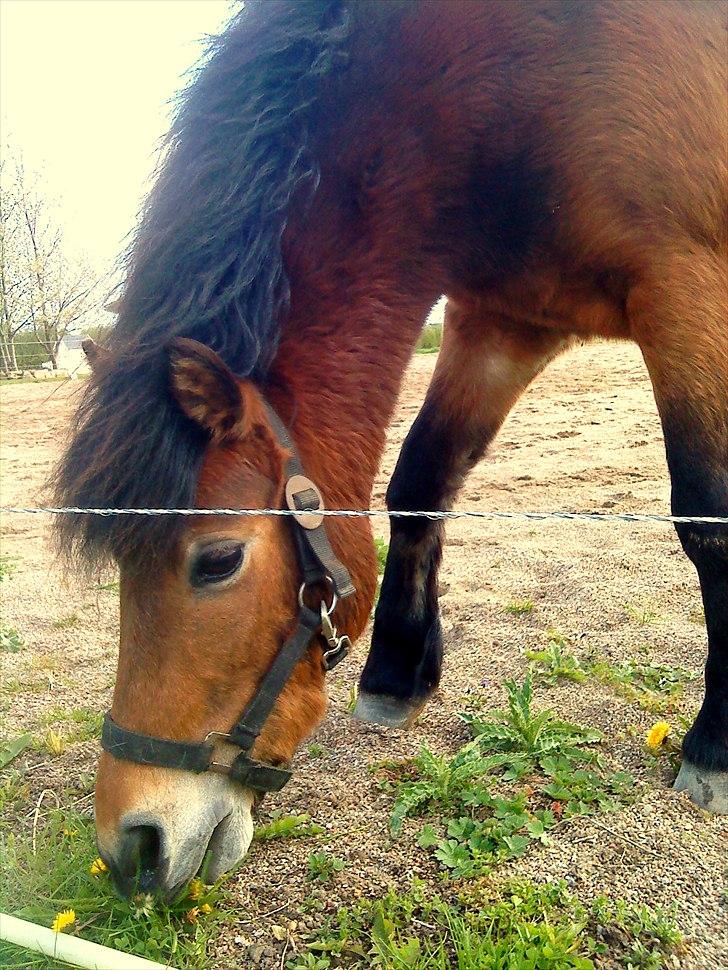 Dartmoor Viktor Dunemose - victor er verdens bedste dartmoor! <3 billede 14