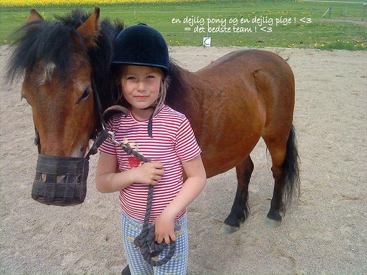 Dartmoor Viktor Dunemose - i skal nok blive et goodt par ! <3 billede 15