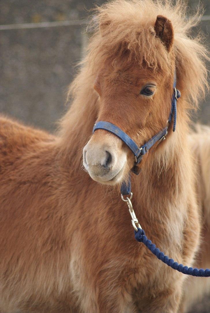 Shetlænder | Skovly's Balou - SMUKKE! billede 5