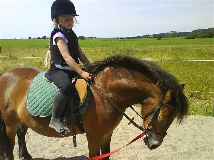 Dartmoor Viktor Dunemose - dengang i startede ! <3 billede 17