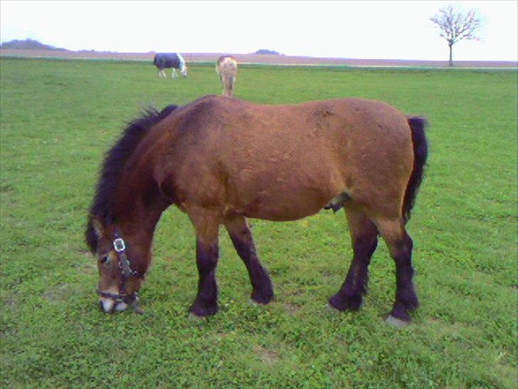 Dartmoor Viktor Dunemose - tykke dyr ! <3 billede 18