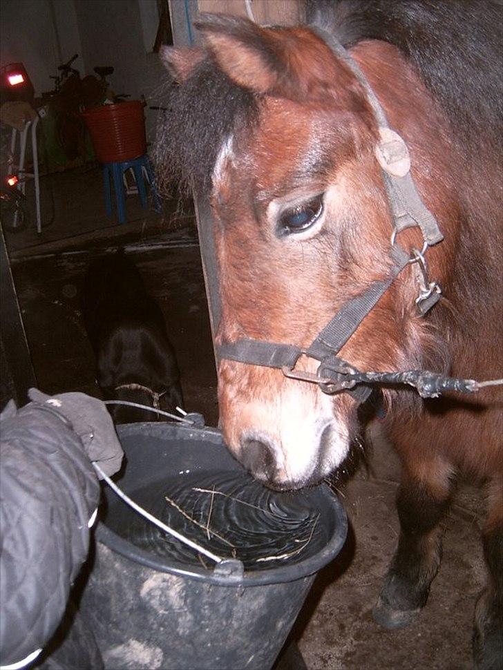 Dartmoor Viktor Dunemose - eeeeeeeeeelsker det billede ! <3 billede 19