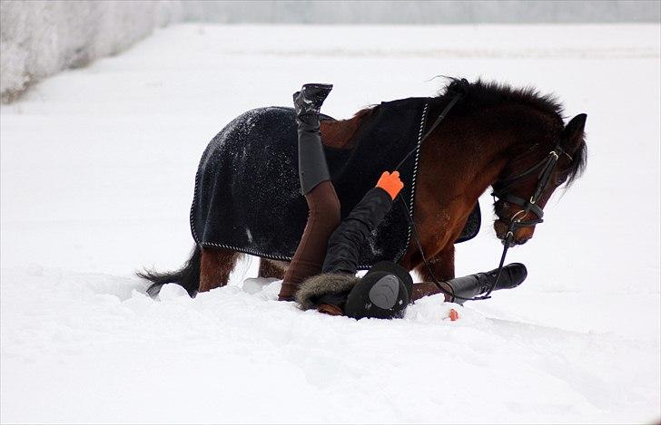 Anden særlig race Cassi. (Har passet) - Ja, det hvad der kan ske, når sneen er for høj og Cassi hopper :-D billede 8