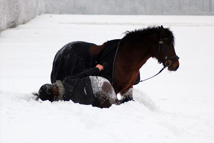 Anden særlig race Cassi. (Har passet) - Smid gerne en kommentar så blir vi glade :-) billede 9