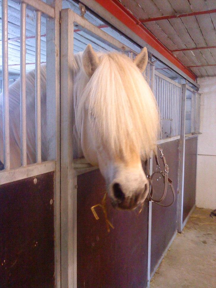 Fjordhest Højgaards Bacardi - Så er han oppe og står og kigger ud d. 13-03-11 billede 18