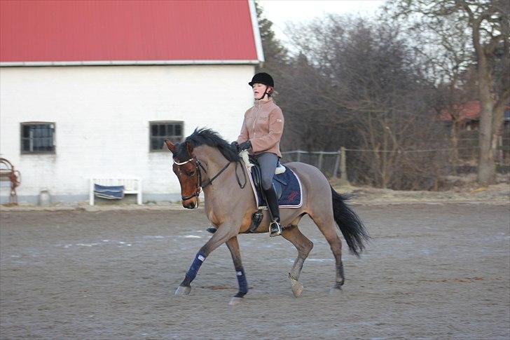Welsh Cob (sec D) Altenahr Hovgård billede 18