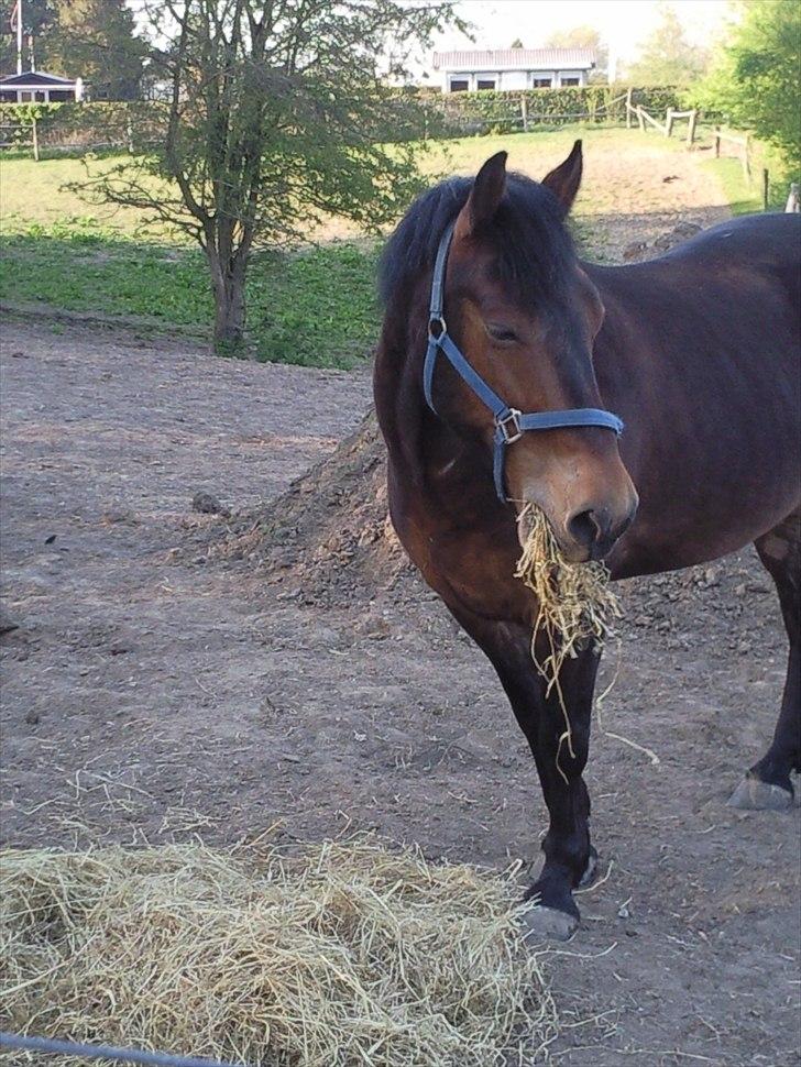 Anden særlig race Charley - <3 Foto Mig billede 6