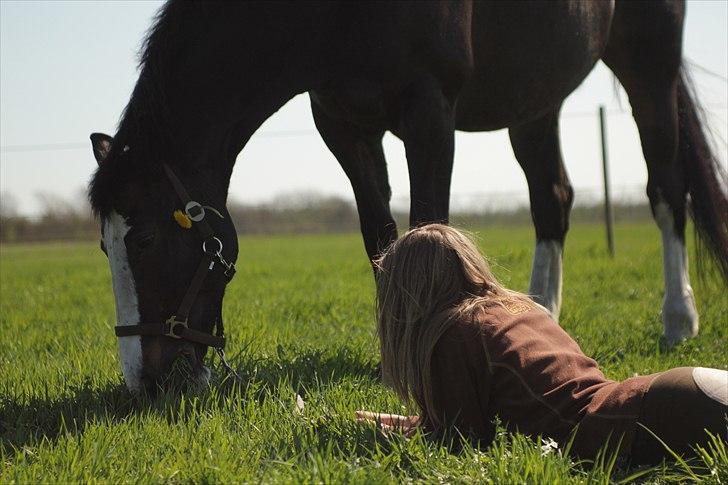 Hollandsk Varmblod Moberlina <3 Prinsessen<3 - Da vi var ude og gå en tur, fandt vi lige en græs mark ;D Mmm tænkte mobbe sikkert ;D Foto: Louise Pilgaard billede 11