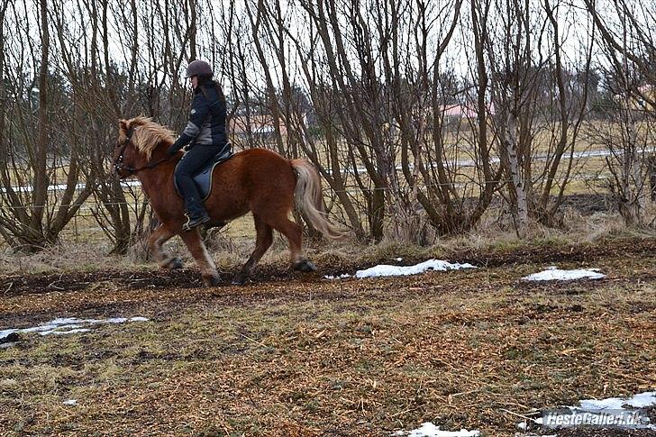Islænder Raudstjarni ny-nørregård - nyt (; billede 15