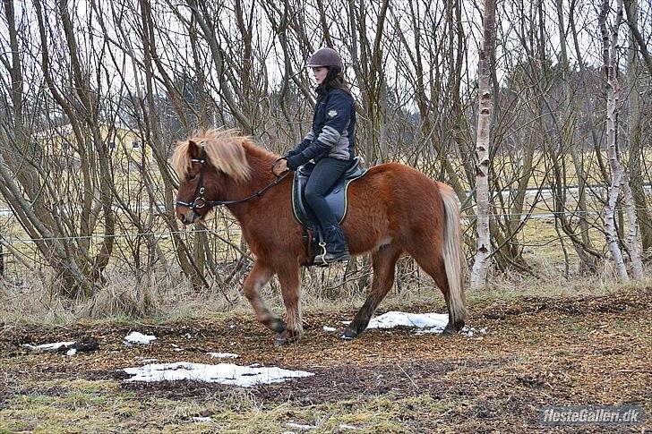 Islænder Raudstjarni ny-nørregård - nyt (; billede 16