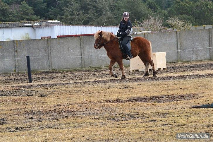Islænder Raudstjarni ny-nørregård - nyt :) billede 17