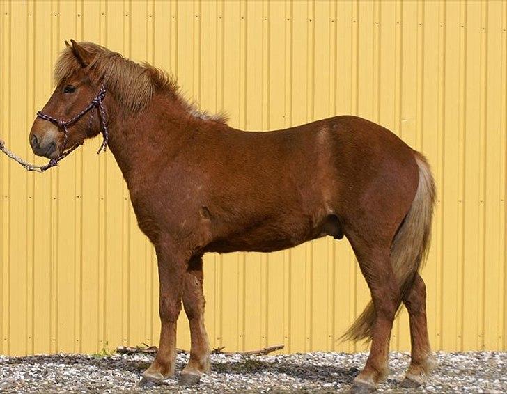 Islænder Raudstjarni ny-nørregård billede 18