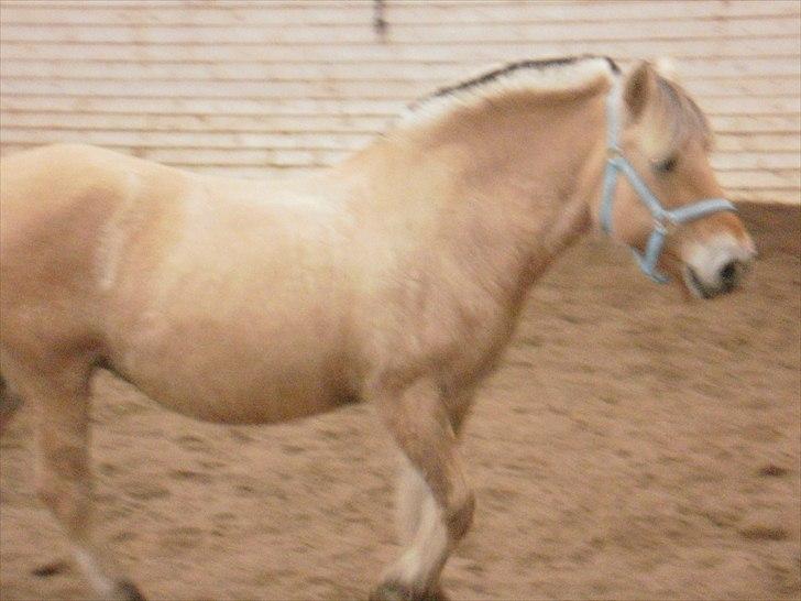 Fjordhest Luna *gl. part* <3 - sikke en VIDUNDERLIG pony !!! <3 billede 4