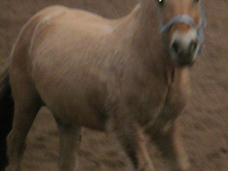 Fjordhest Luna *gl. part* <3 - det er bare sååe sødt det der!! billede 5