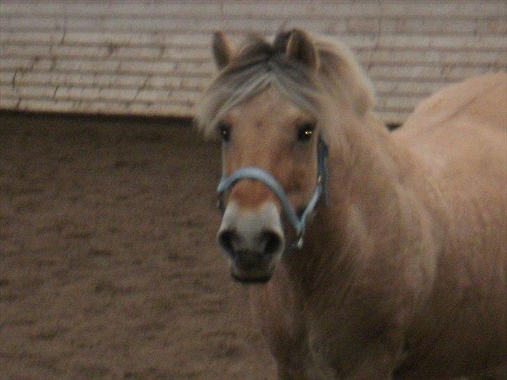 Fjordhest Luna *gl. part* <3 billede 6