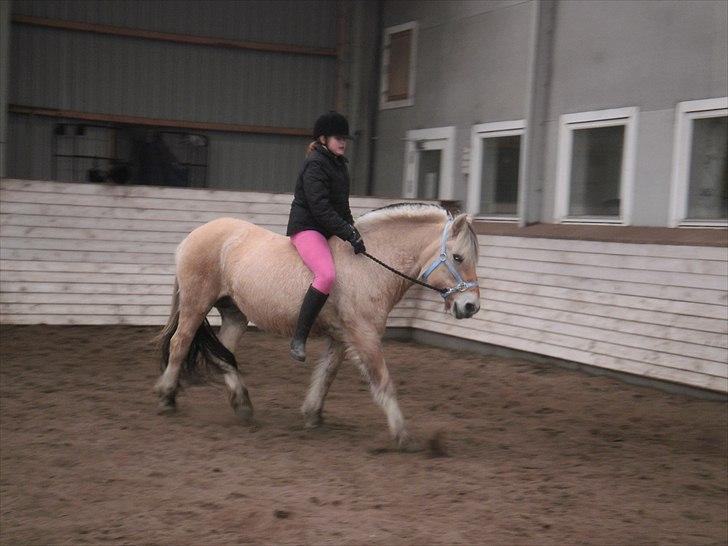 Fjordhest Luna *gl. part* <3 billede 7