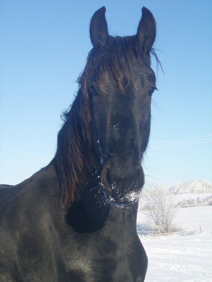 Frieser Eminenz af Hulkaer billede 1