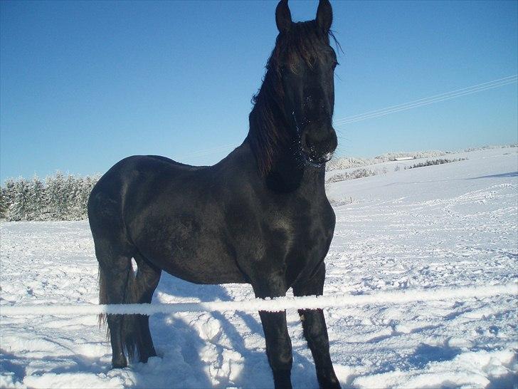 Frieser Eminenz af Hulkaer billede 2