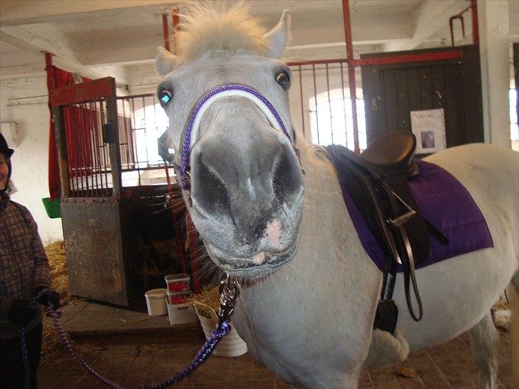 Connemara Perle :) - 13. marts 2011 Har I noget til mig? billede 15