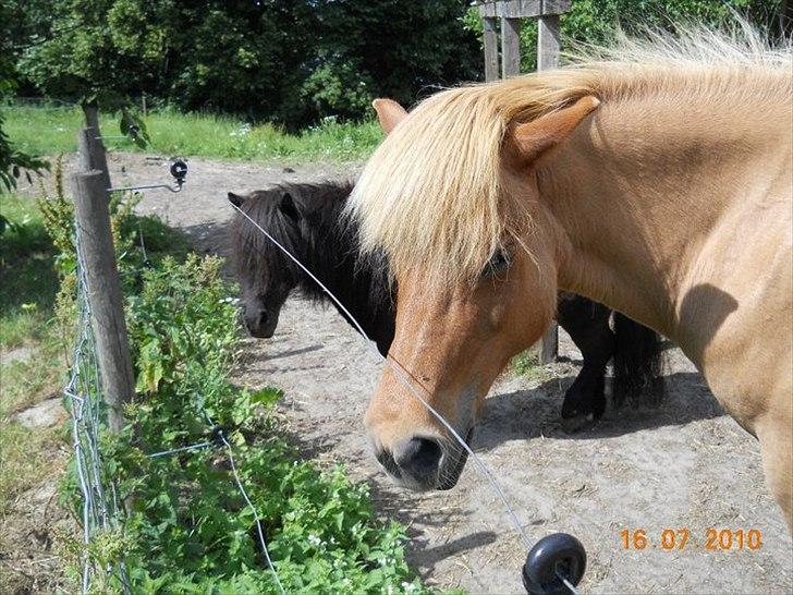 Islænder Röskva fra Skanderup (1992 - 2014) billede 7