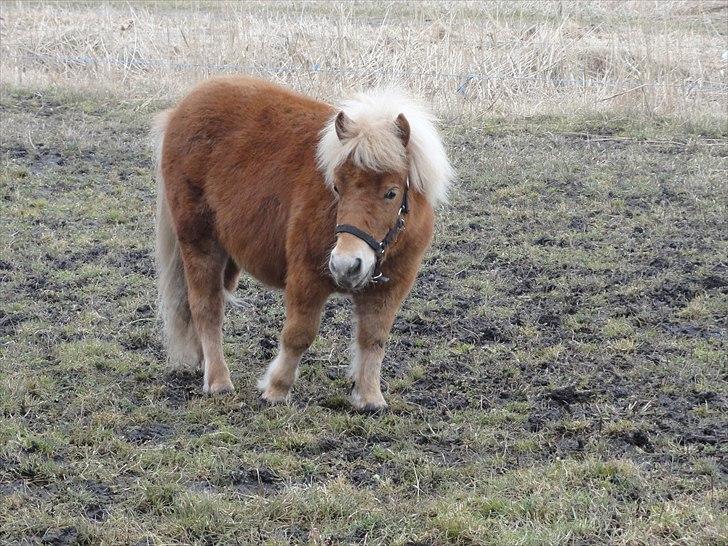 Shetlænder Carlo billede 12