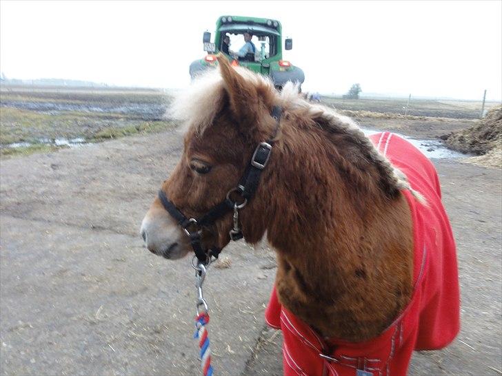 Shetlænder Carlo billede 13