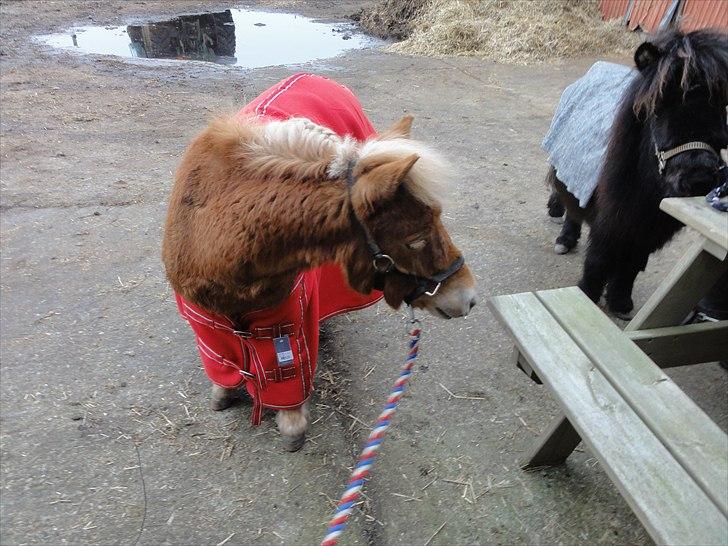 Shetlænder Carlo billede 14