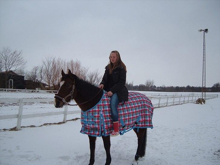 Anden særlig race Maggie billede 12