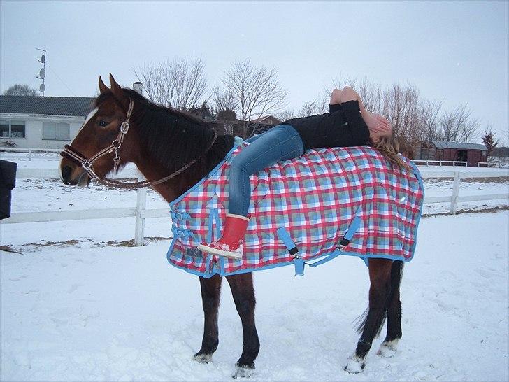 Anden særlig race Maggie billede 13