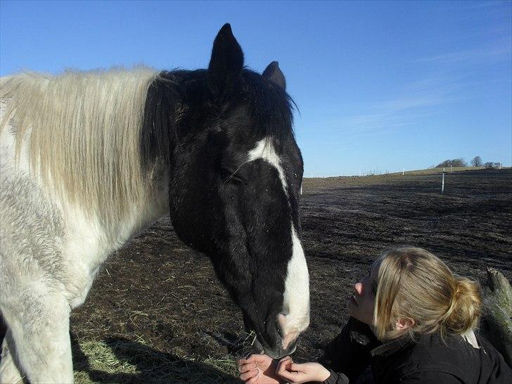 Paint Dixie - 3) billede 4