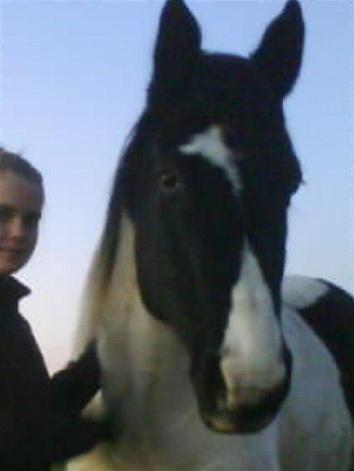 Paint Dixie - 4) billede 5