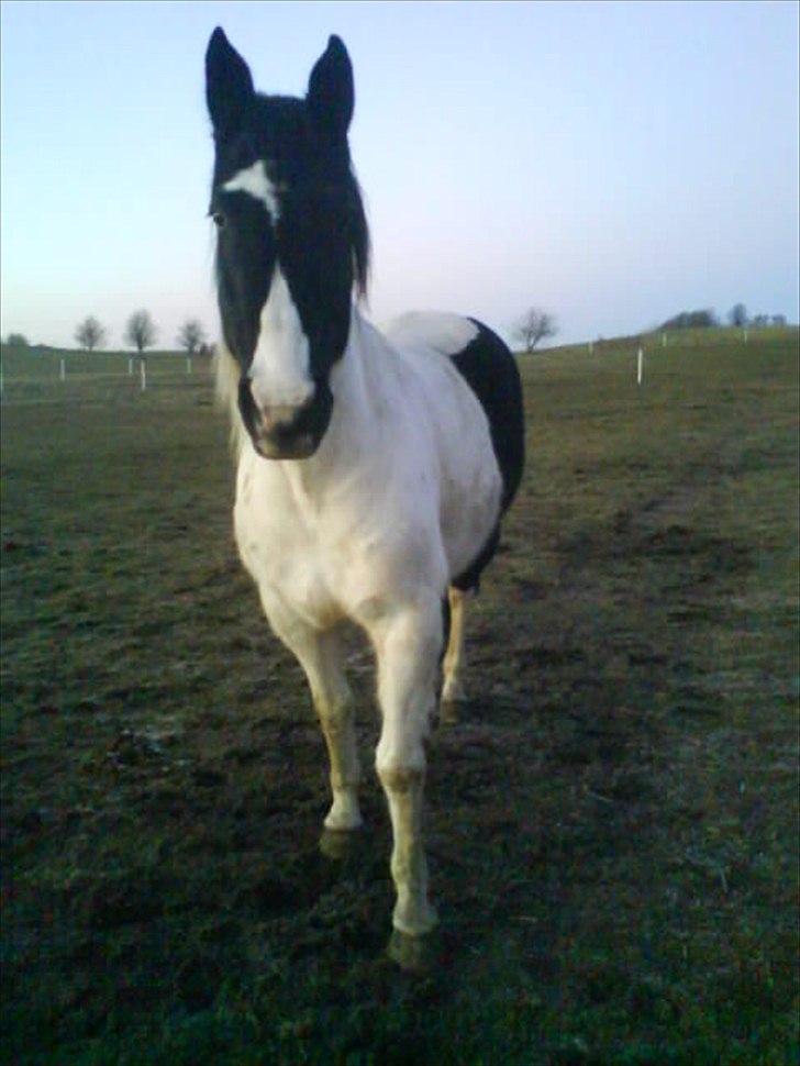 Paint Dixie - 5) billede 6