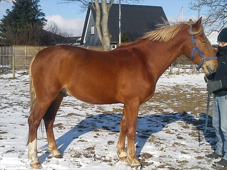 Frederiksborg Bakkegårds Picasso - Picasso - februar 2011 billede 4