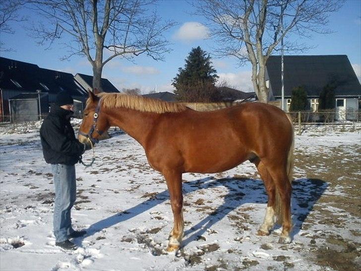 Frederiksborg Bakkegårds Picasso billede 5