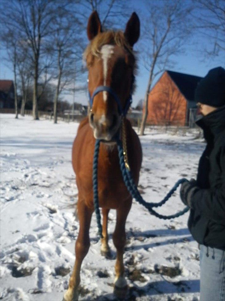 Frederiksborg Bakkegårds Picasso - -Stadig en drillepind :-) billede 6