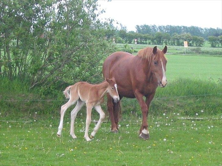 Frederiksborg Bakkegårds Picasso - Picasso - blot en halv dag gammel billede 7