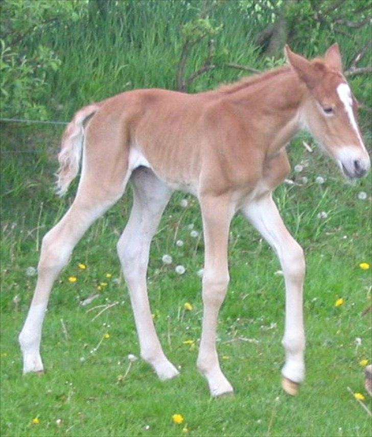 Frederiksborg Bakkegårds Picasso - Picasso - blot en halv dag gammel billede 8