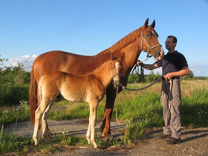 Frederiksborg Bakkegårds Picasso - Picasso og mor, Ravnholt´s Pippi , juli 2008 billede 9