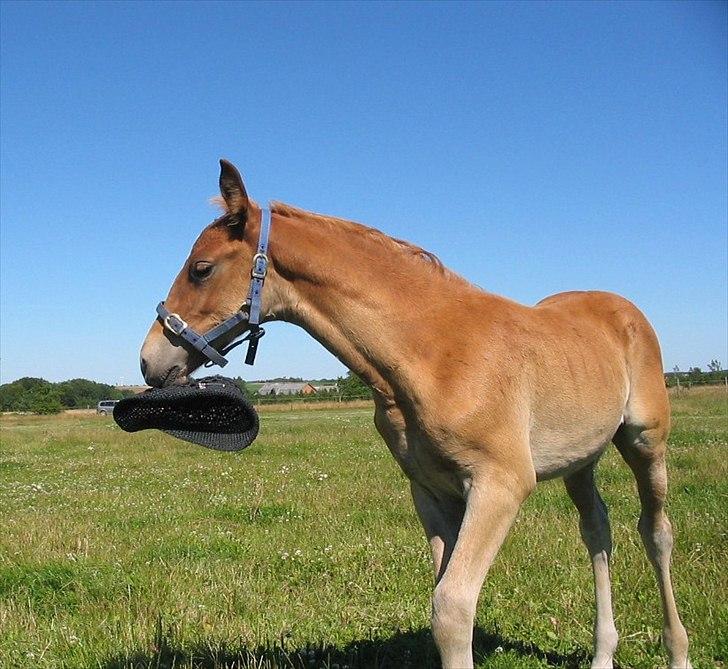 Frederiksborg Bakkegårds Picasso - Picasso har snuppet min sommerhat billede 10