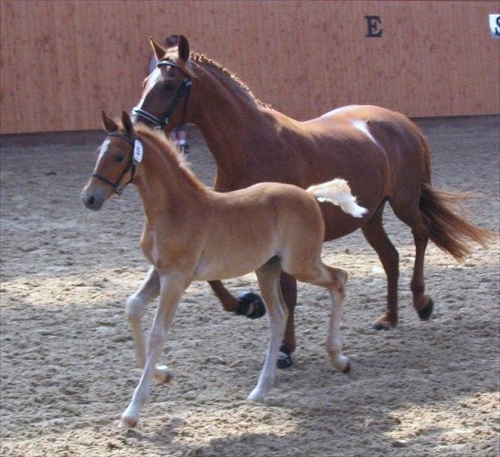 Frederiksborg Bakkegårds Picasso - Picasso til følskue 2008 billede 11