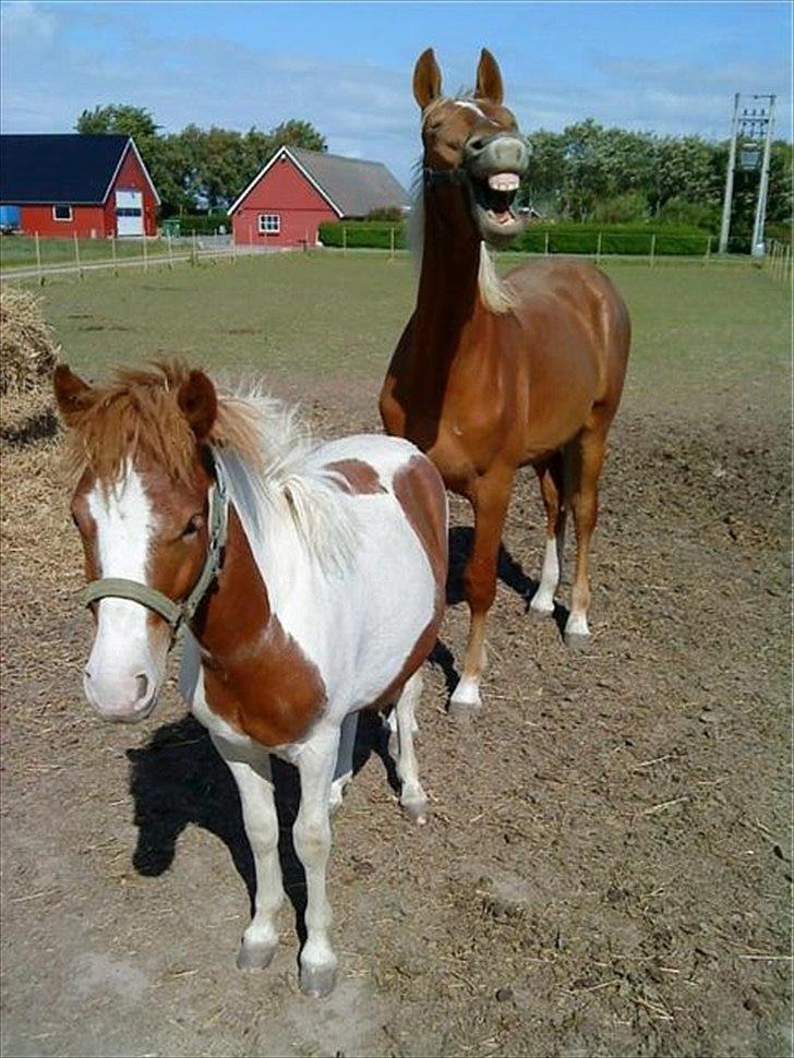 Frederiksborg Bakkegårds Picasso - Picasso og Basse - he he billede 12