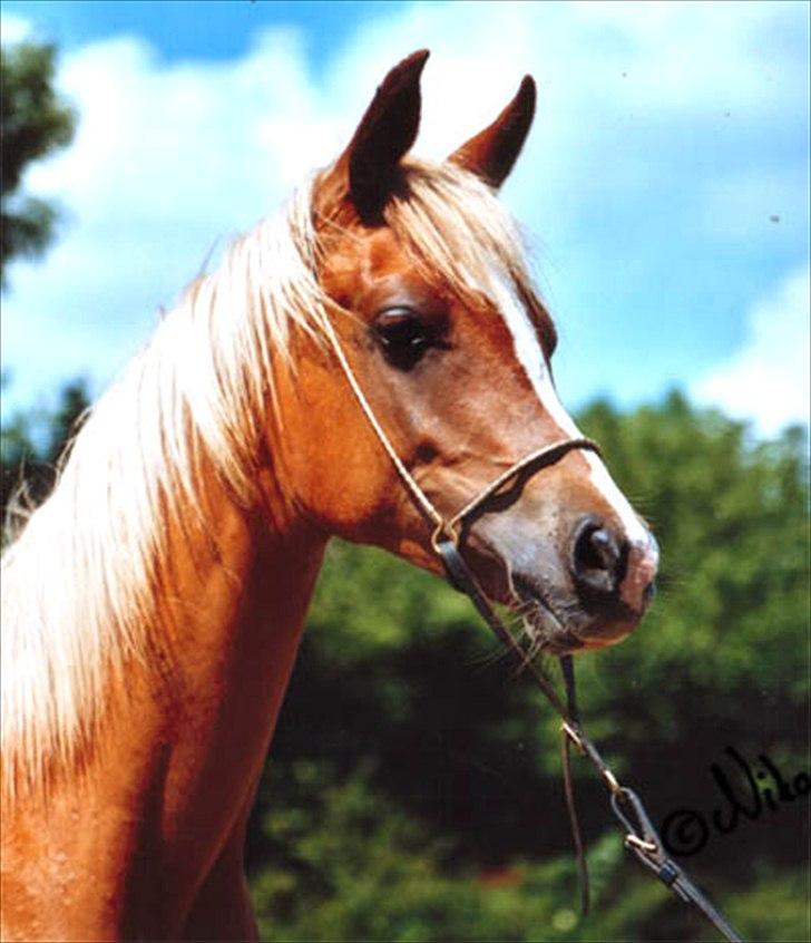 Anden særlig race El Macho - El Macho 1 år billede 6