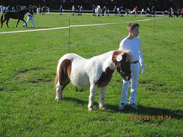 Shetlænder Hugo - Store heste dag 2010 billede 13