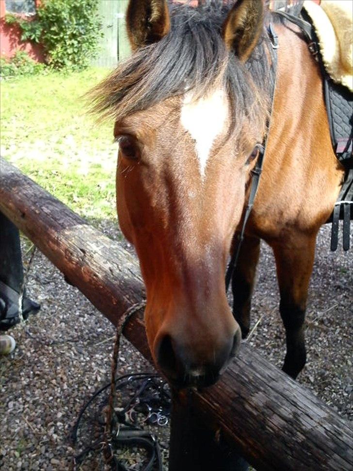 Welsh Partbred (Sec F) Mountain Mehefin (Monty) Solgt :'( billede 7