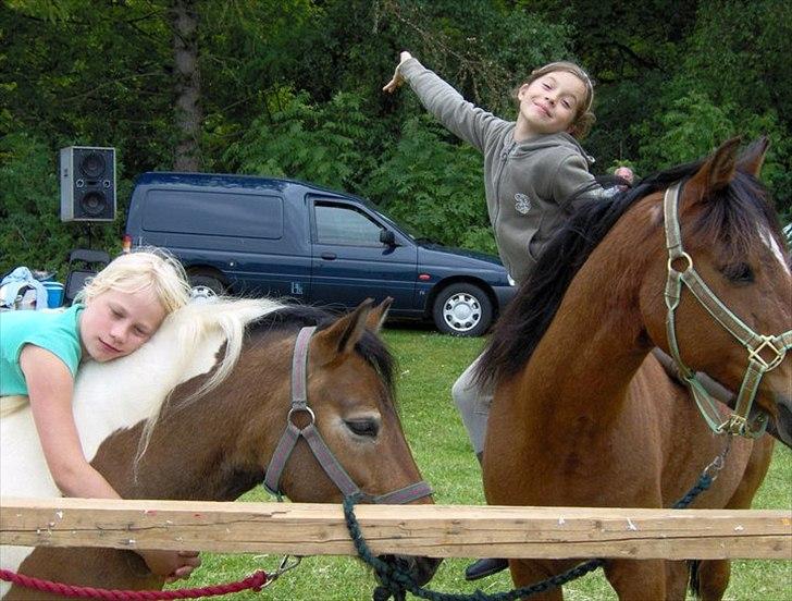 Welsh Partbred (Sec F) Mountain Mehefin (Monty) Solgt :'( - dyreskue 2008  billede 8