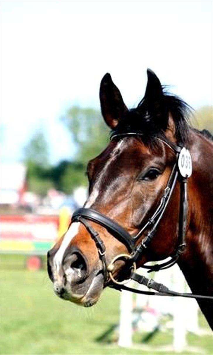 Dansk Varmblod Call me back again billede 1