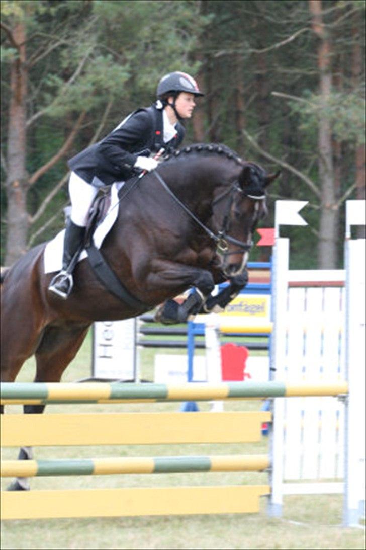 Dansk Varmblod Call me back again billede 2